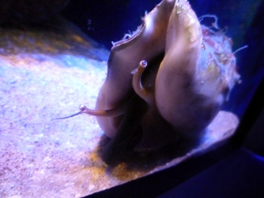 Conch