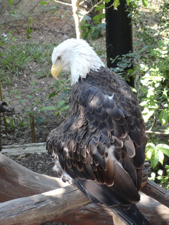 Southern Bald Eagle