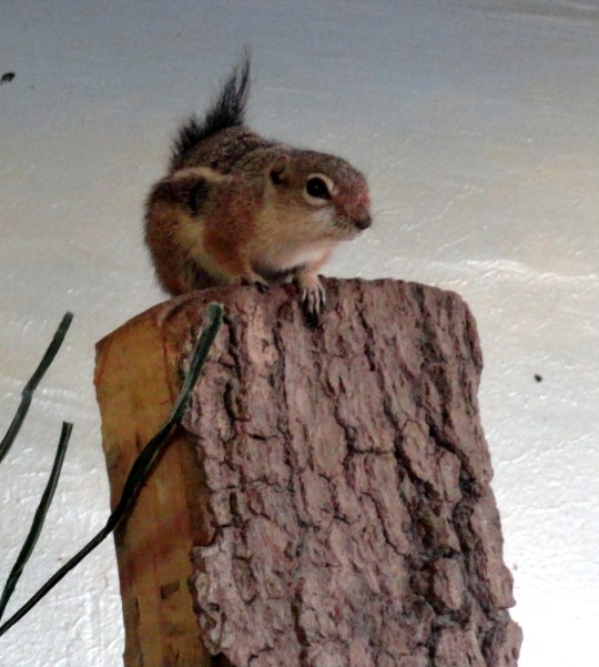 Antelope Ground Squirrel