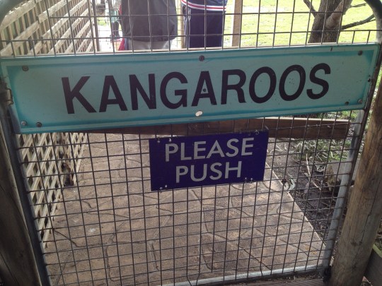 kangaroo pet australia
