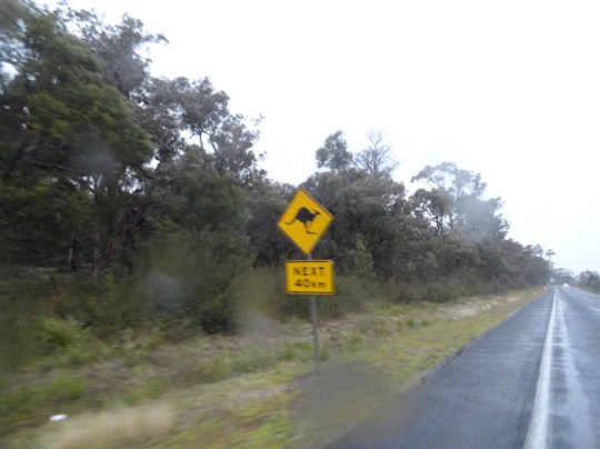kangaroo road sign australia