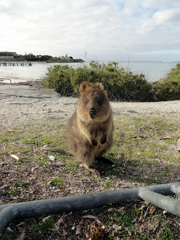 Rottnest Island Australia