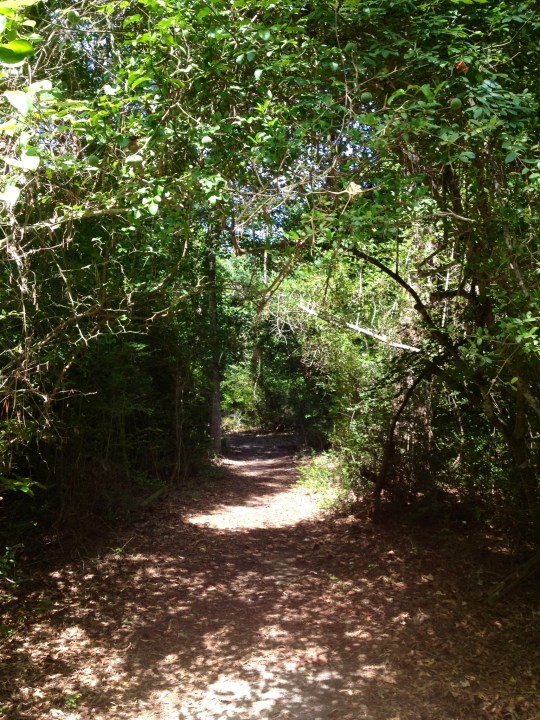 The bugs there were like cocky jet fighter pilots, seeing how close they could get to flying into me without hitting. It was annoying, but thinking of them as daredevils made it more tolerable.