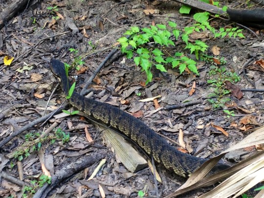 I learned from a girl that worked there, this is a cottonmouth snake. They are poisonous! So if you are this close to one (without using the zoom on your camera) you are a dummy.