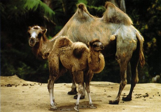 Ellen DeGeneres postcard