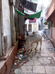 Yes, the cows eat garbage to get a taste of all things disease-ridden. That's proactive immunity, folks!