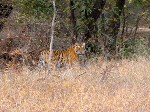 India Ranthambore tiger