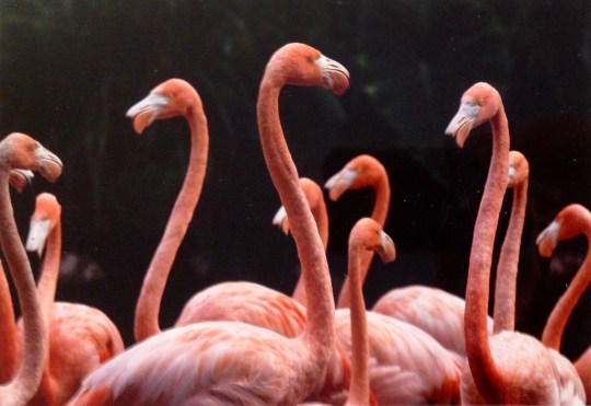 Ellen DeGeneres postcard