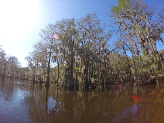 Caddo Lake State Park