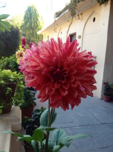 Big, pretty flower number 2.