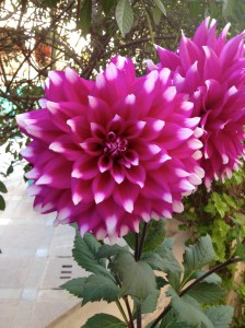 Big, pretty flower number 3.