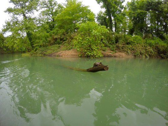 Hey there, turtle, I shall call you ... Doug.