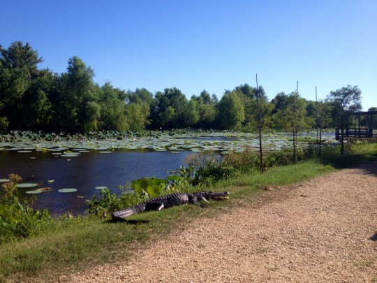 Brazos Bend State Park