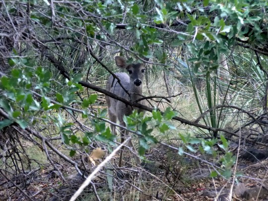 Big Bend National Park