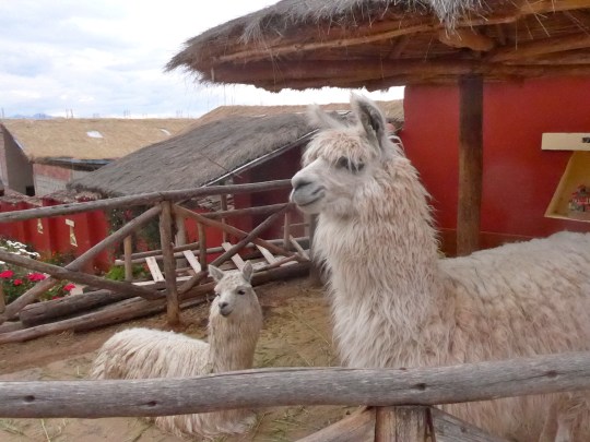 Working hard on growing my scarf.