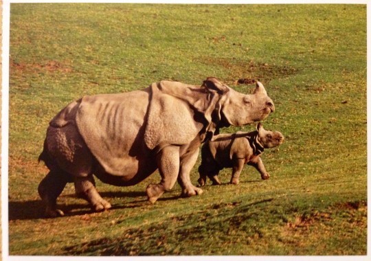 Ellen DeGeneres postcard