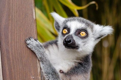 lemur-1045220_960_720