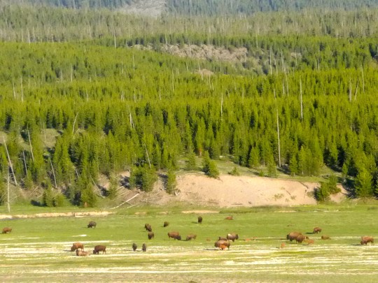 Yellowstone 1