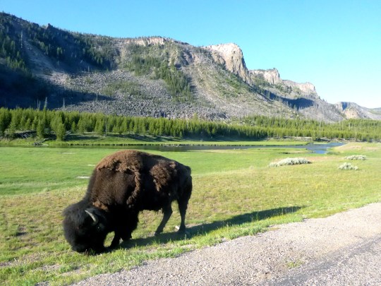 Yellowstone 2