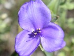 purple flower