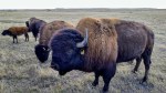 Buffalo 3