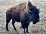 Buffalo 4